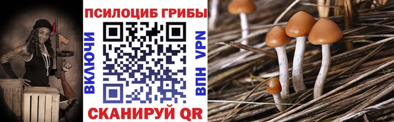 дарнет шоп  Светогорск  Псилоцибиновые грибы ЛСД 